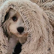 Shadow is registered to the contest to win money with this photo: animal, blanket, comfort, cozy, curious, cute, dog, expression, face, fluffy, fur, fur_texture, hide, indoors, pet, puppy, resting, snuggled, soft, warm