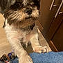 Sophie is registered to the contest to win money with this photo: dog, pet, indoor, fur, black_and_white, paws, denim, human_leg, wood_floor, cabinet, curious, close_up, cute, companion, canine, domestic_animal, animal, portrait, furry, looking_up