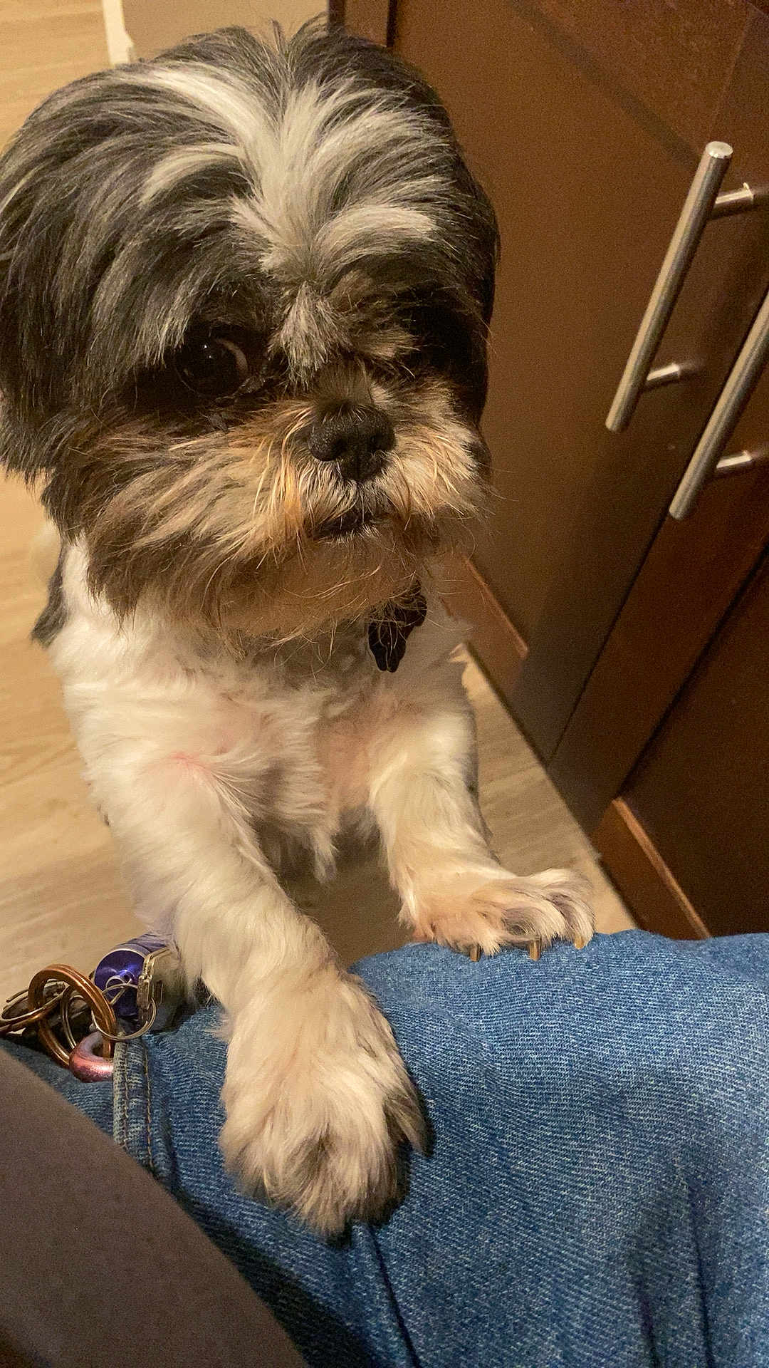 Sophie is registered to the contest to win money with this photo: dog, pet, indoor, fur, black_and_white, paws, denim, human_leg, wood_floor, cabinet, curious, close_up, cute, companion, canine, domestic_animal, animal, portrait, furry, looking_up