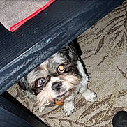Sophie is registered to the contest to win money with this photo: dog, carpet, table, shoes, jeans, indoor, pet, black, white, small_dog, looking_up, floor, footwear, furniture, animal, cute, domestic_animal, companion, canine, flash