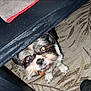 dog, carpet, table, shoes, jeans, indoor, pet, black, white, small_dog, looking_up, floor, footwear, furniture, animal, cute, domestic_animal, companion, canine, flash