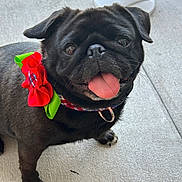 Coconut is registered to the contest to win money with this photo: dog, pug, black_dog, pet, tongue_out, collar, bow, red_bow, green_bow, concrete_floor, fan, indoor, cute, happy, animal, smiling, close_up, pet_accessory, domestic_animal, portrait