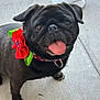 dog, pug, black_dog, pet, tongue_out, collar, bow, red_bow, green_bow, concrete_floor, fan, indoor, cute, happy, animal, smiling, close_up, pet_accessory, domestic_animal, portrait