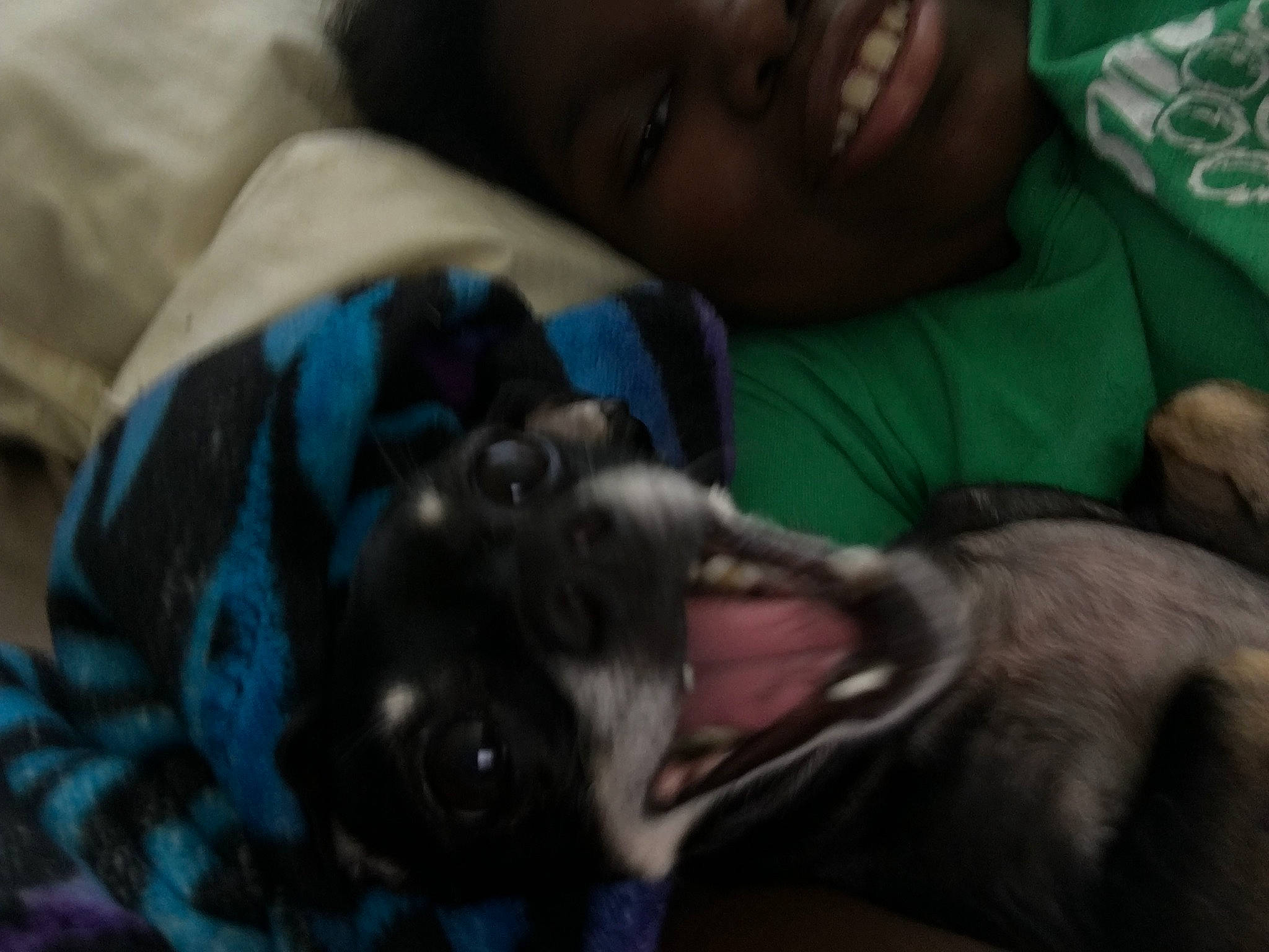 Robyn joined the competition — help win amazing prizes! canidae, carnivore, comfort, companion_dog, dog, dog_breed, fawn, fur, grey, guard_dog, happy, mammal, non_sporting_group, smile, snout, sporting_group, vertebrate, weimaraner, whiskers, working_animal