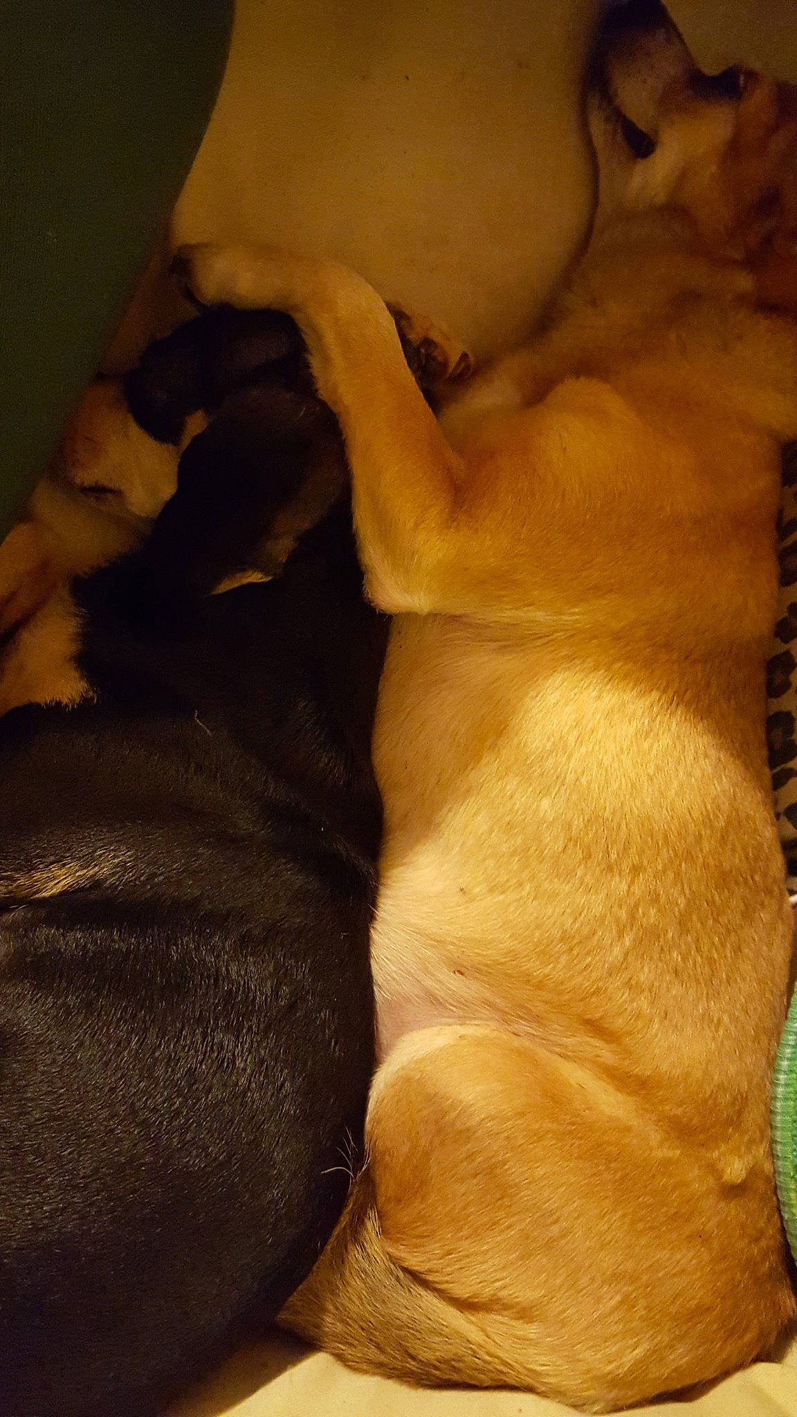 Bronx joined the competition — help win amazing prizes! canidae, carnivore, chest, comfort, companion_dog, dog, dog_breed, fawn, fur, human_leg, linens, paw, snout, sporting_group, tail, tints_and_shades, trunk, whiskers, working_animal, wrinkle