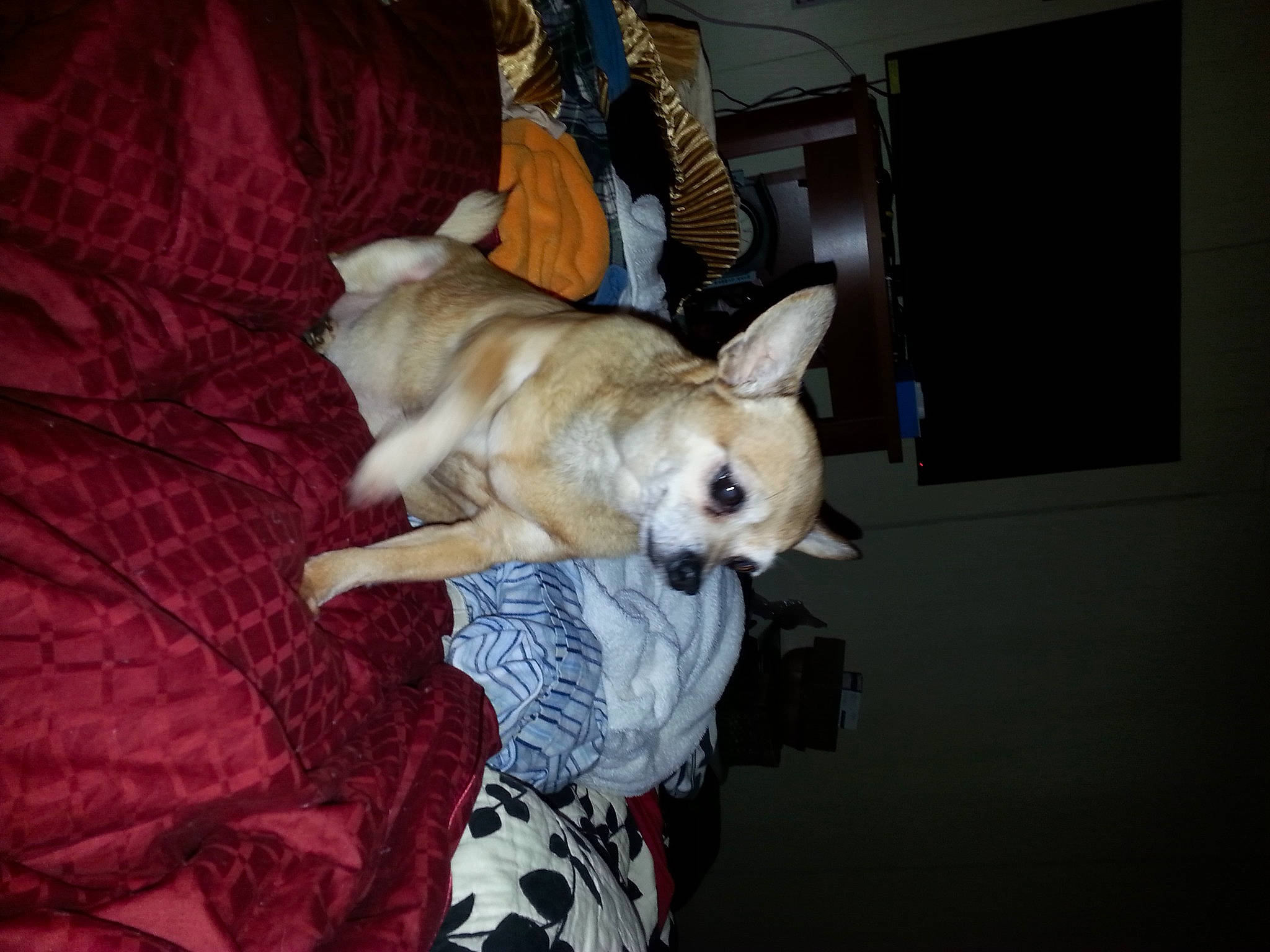 Bronx is registered to the contest to win money with this photo: canidae, carnivore, comfort, companion_dog, couch, dog, dog_breed, dog_supply, fawn, felidae, fur, linens, nap, picture_frame, small_to_medium_sized_cats, sporting_group, tail, toy_dog, whiskers, working_animal