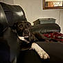 Tuff joined the competition — help win amazing prizes! animal, black_dog, blanket, canine, cozy, curious, dog, furniture, home, indoor, leather_couch, living_room, lying_down, mirror, paw, pet, red_blanket, relaxed, table, white_paw