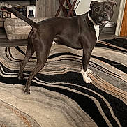 Tuff is registered to the contest to win money with this photo: alert, black_dog, canine, carpet, curious, dog, domestic, fan, floor, furniture, home, household_items, indoor, living_room, pet, rug, standing, television, white_paws, wooden_table