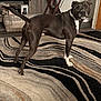 alert, black_dog, canine, carpet, curious, dog, domestic, fan, floor, furniture, home, household_items, indoor, living_room, pet, rug, standing, television, white_paws, wooden_table
