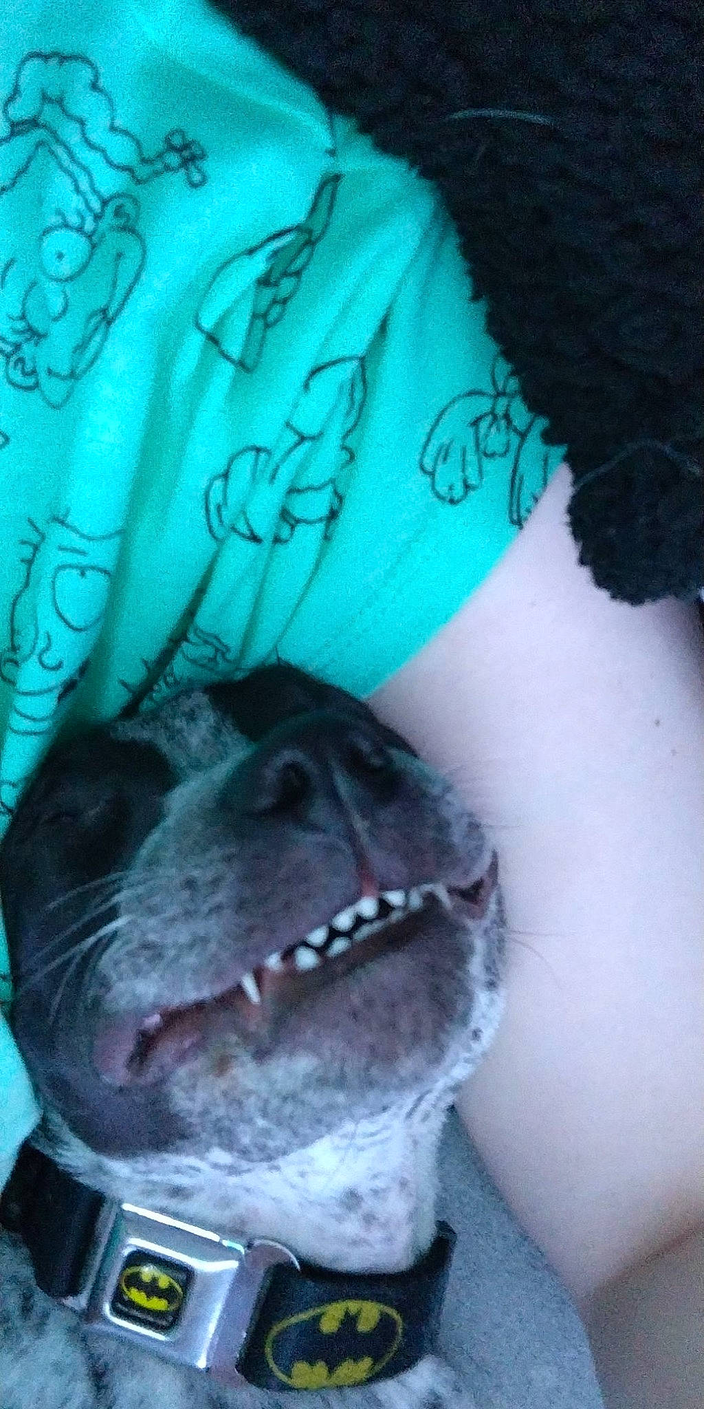 Dillon joined the competition — help win amazing prizes! azure, beauty, black, blue, carnivore, cool, dog, dog_breed, electric_blue, fang, green, human_body, jaw, light, mouth, neck, organ, photograph, sleeve, smile