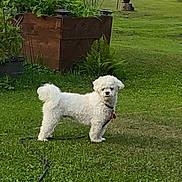 Casey is registered to the contest to win money with this photo: alert, animal, backyard, curly_fur, cute, daytime, dog, garden, grass, greenery, leash, nature, outdoor, pet, plants, small_dog, standing, summer, white_dog, yard