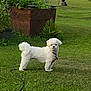 alert, animal, backyard, curly_fur, cute, daytime, dog, garden, grass, greenery, leash, nature, outdoor, pet, plants, small_dog, standing, summer, white_dog, yard