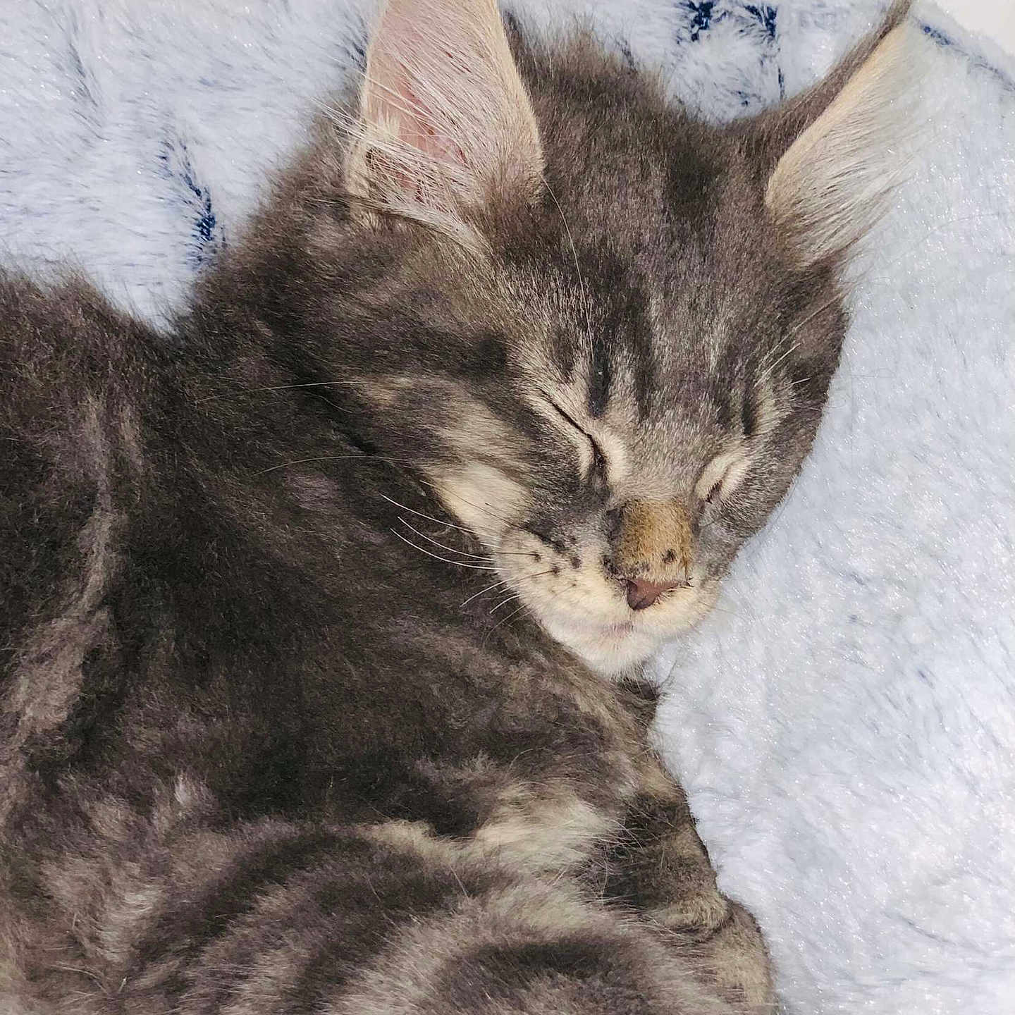 Simba participe au concours pour gagner de l'argent avec cette photo : abyssinian, angora, animal, blanket, brasssection, cat, couch, egyptiancat, furniture, horn, kitten, manx, musicalinstrument, person, pet, sleeping, snout