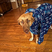 Sunny joined the competition — help win amazing prizes! animal, blanket, blue, brown_dog, canine, cozy, dog, domestic_animal, door, expression, flooring, fur, furniture, home_interior, indoor, looking_up, pet, snowflake_pattern, wooden_floor, wrapped