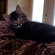 Chungus joined the competition — help win amazing prizes! bed, blanket, cat, cozy, domestic, door, ear, eyes, feline, fur, home_interior, indoor, kitten, looking_at_camera, pattern, pet, portrait, resting, whiskers, window