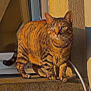 Saya participe au concours pour gagner de l'argent avec cette photo : alert, animal, cat, concrete, curious, ears, feline, green_eyes, ledgestone, nature, outdoor, pet, shadow, striped, sunlight, tabby, tail, texture, whiskers, window