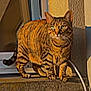 alert, animal, cat, concrete, curious, ears, feline, green_eyes, ledgestone, nature, outdoor, pet, shadow, striped, sunlight, tabby, tail, texture, whiskers, window