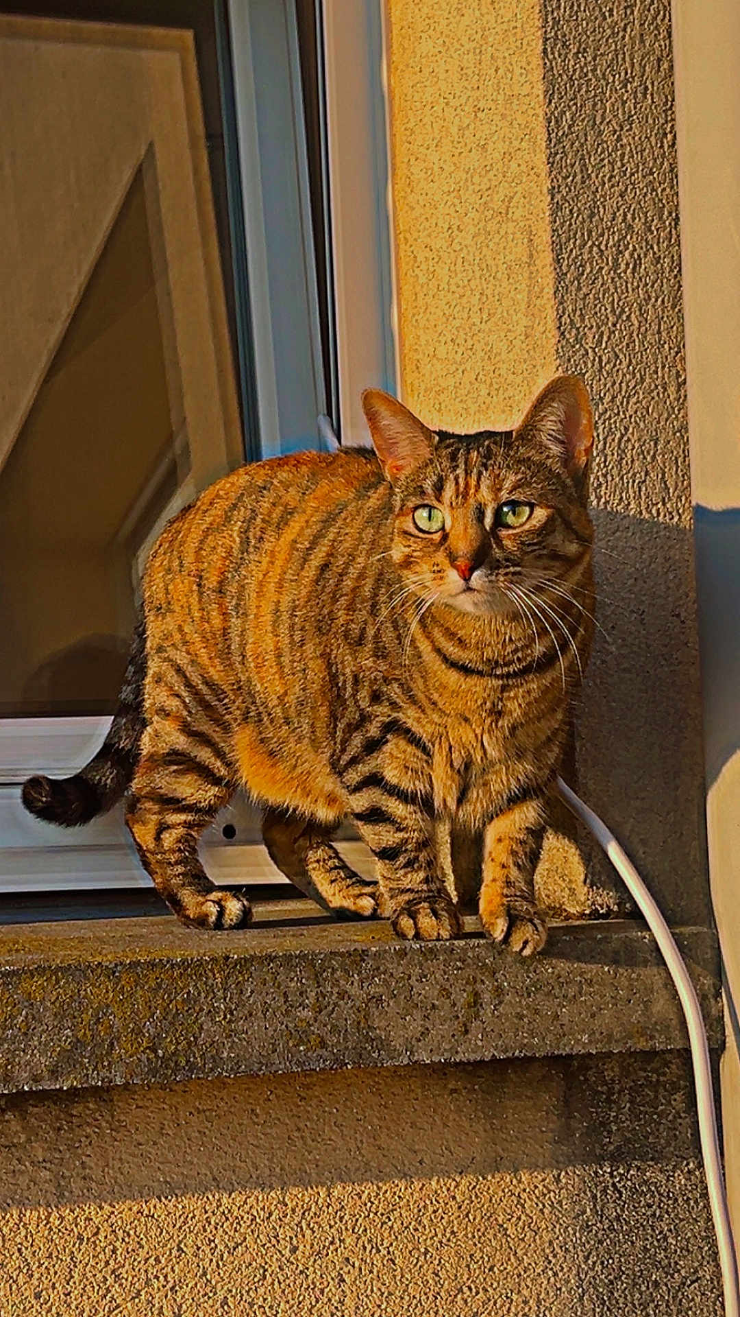 Saya