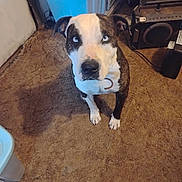 Chapo joined the competition — help win amazing prizes! black_and_white_fur, blue_eyes, brown_carpet, canine, carpet, container, curious, dog, domestic_animal, ears, floor, household, indoor, looking_up, nose, pet, room, sitting, speaker, white_paws