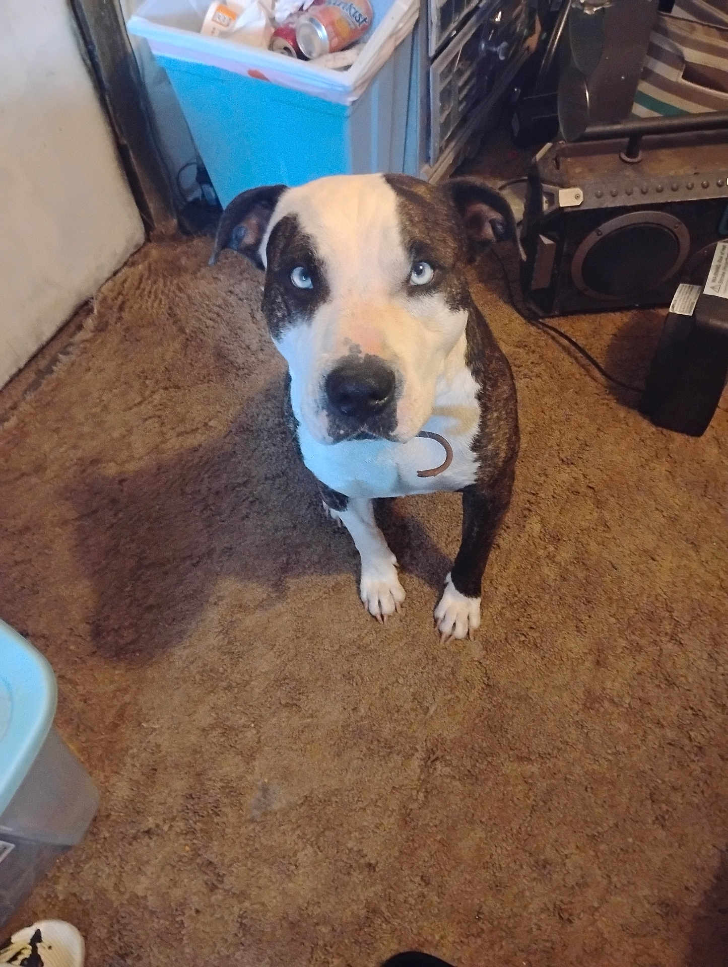 Chapo joined the competition — help win amazing prizes! black_and_white_fur, blue_eyes, brown_carpet, canine, carpet, container, curious, dog, domestic_animal, ears, floor, household, indoor, looking_up, nose, pet, room, sitting, speaker, white_paws