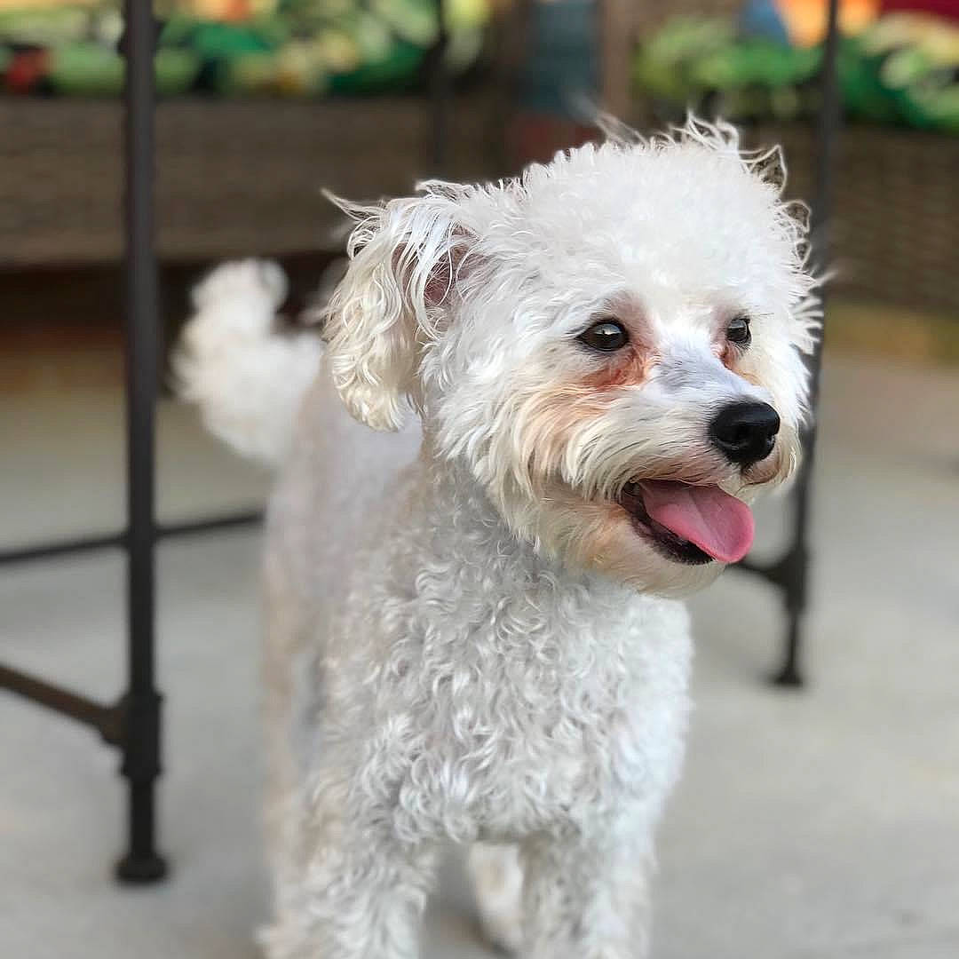 Kong joined the competition — help win amazing prizes! canidae, carnivore, companion_dog, dog, dog_breed, fur, grey, mammal, pet_supply, poodle, poodle_crossbreed, small_terrier, snout, sporting_group, terrier, tongue, toy_dog, vertebrate, water_dog, working_animal