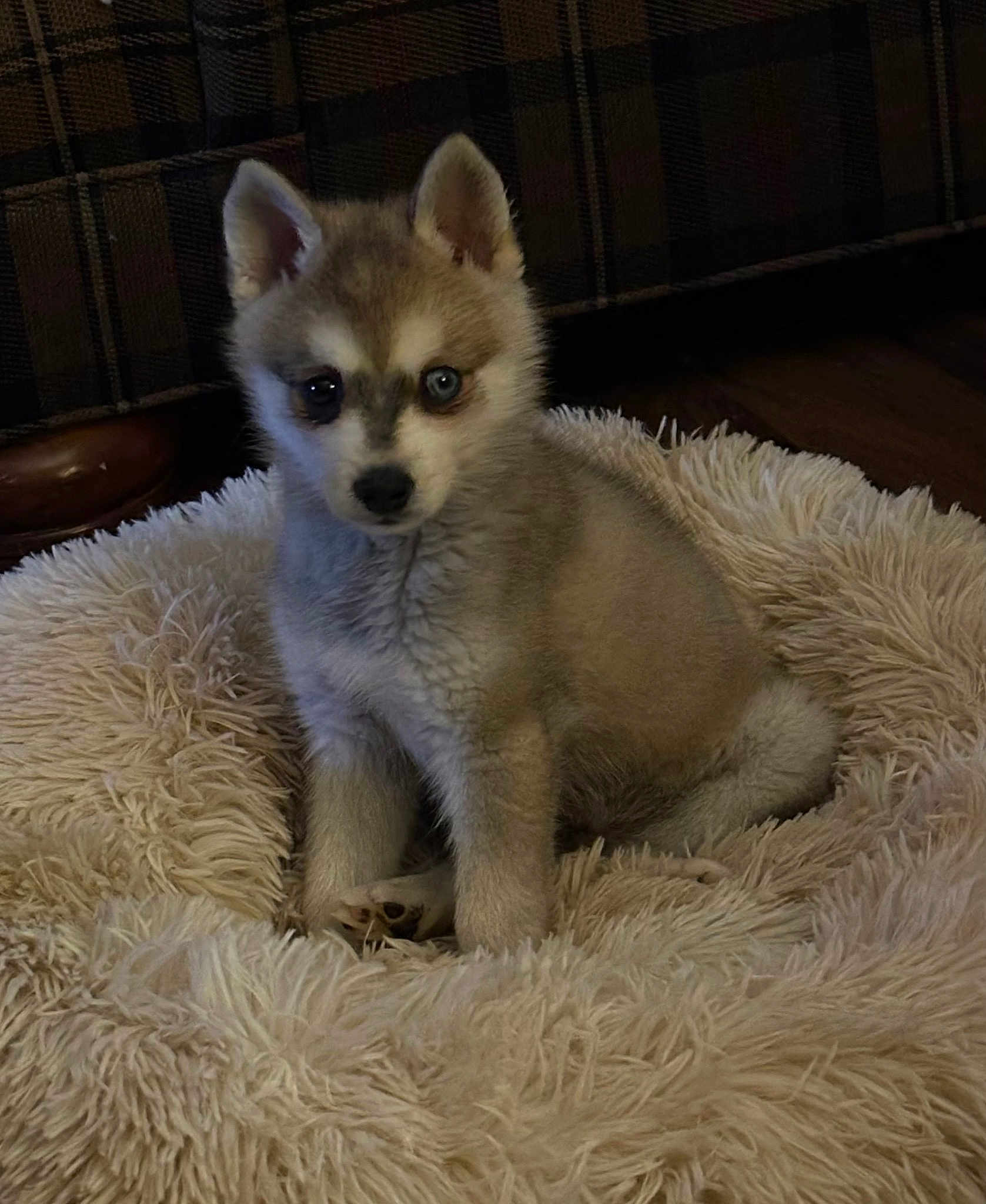 Loki