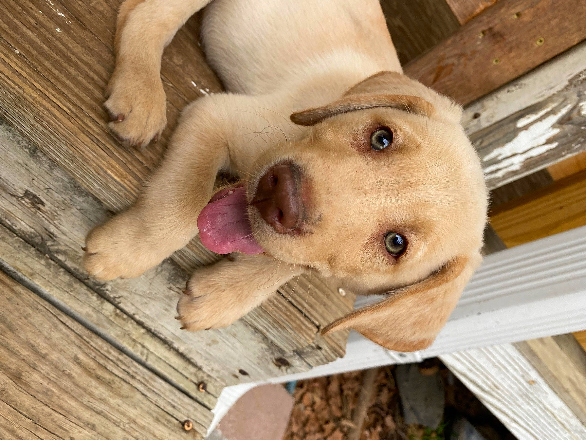 Jensen joined the competition — help win amazing prizes! canidae, carnivore, companion_dog, dog, dog_breed, dog_supply, ear, eye, fawn, fur, hardwood, nose, pet_supply, selfie, snout, sporting_group, whiskers, wood, working_animal, wrinkle