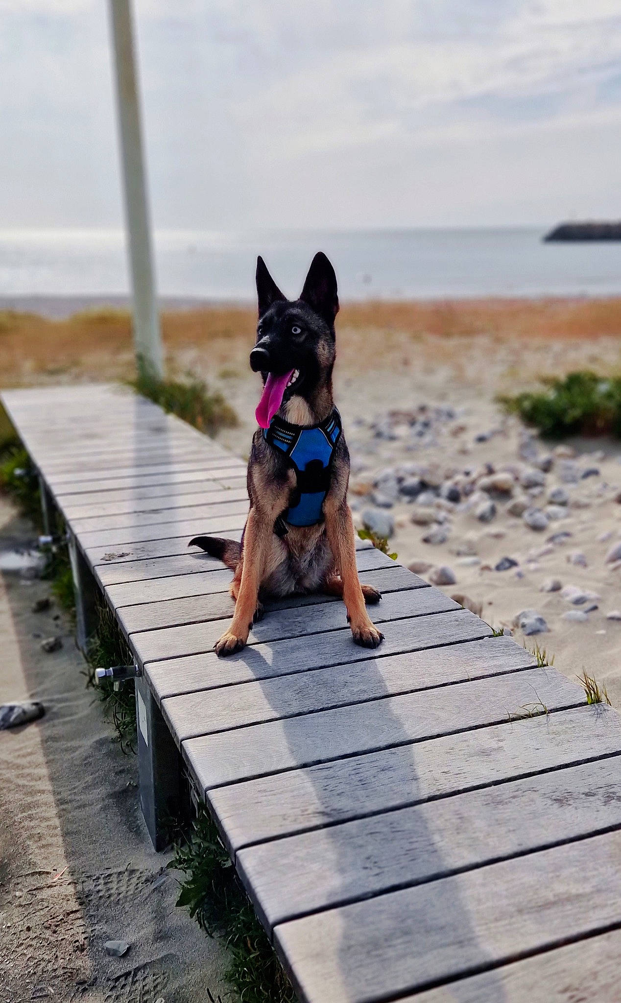 Tania a rejoint le concours — aidez-le/la à gagner de superbes lots ! beach, carnivore, cloud, companion_dog, dock, dog, dog_breed, dress, electric_blue, fawn, leisure, mammal, plant, recreation, sky, summer, tree, vertebrate, water, wood