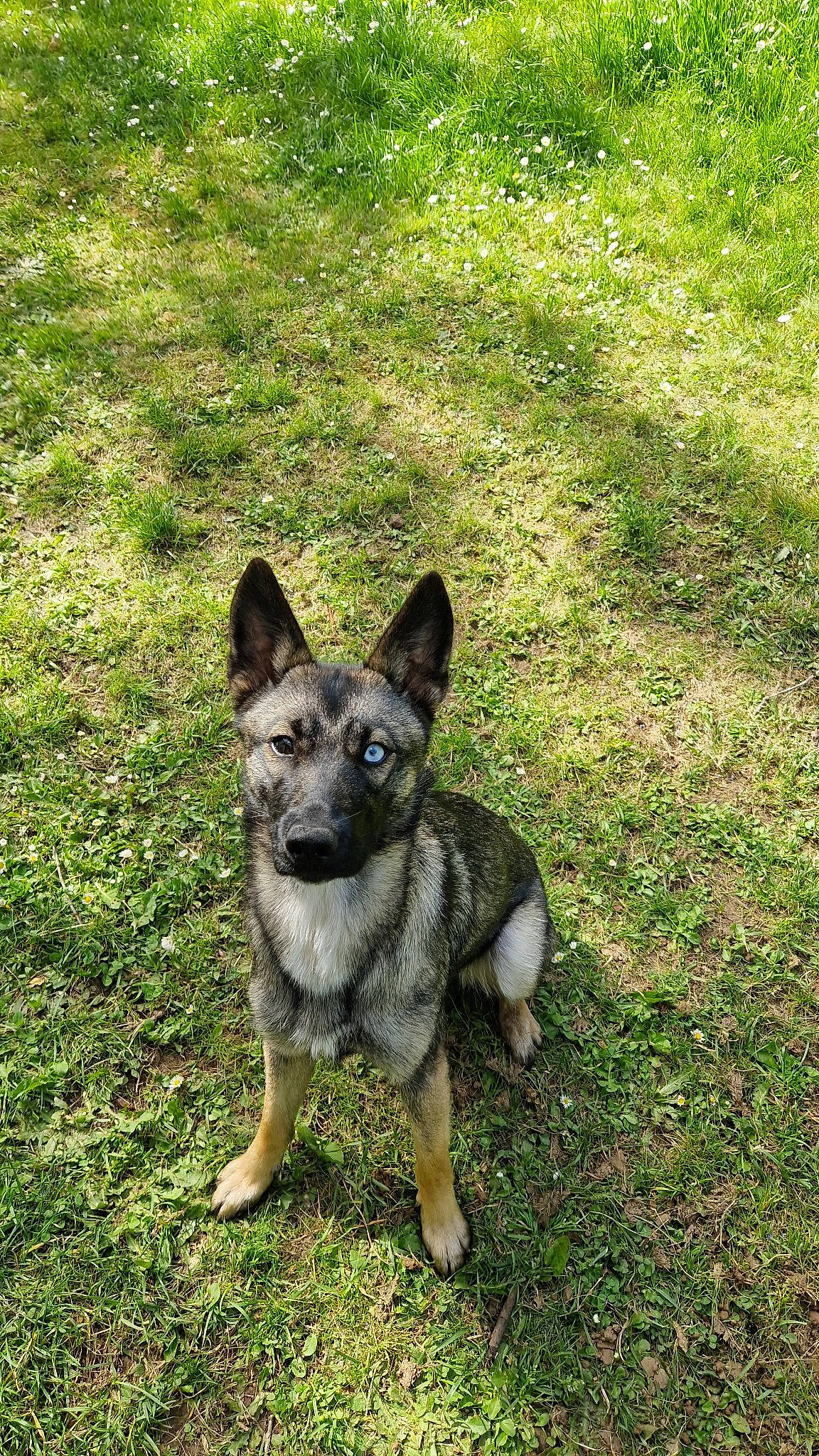 Tania participe au concours pour gagner de l'argent avec cette photo : canidae, carnivore, companion_dog, dog, dog_breed, dog_supply, fawn, german_shepherd_dog, grass, groundcover, herding_dog, non_sporting_group, snout, sporting_group, tail, terrestrial_animal, working_animal, working_dog