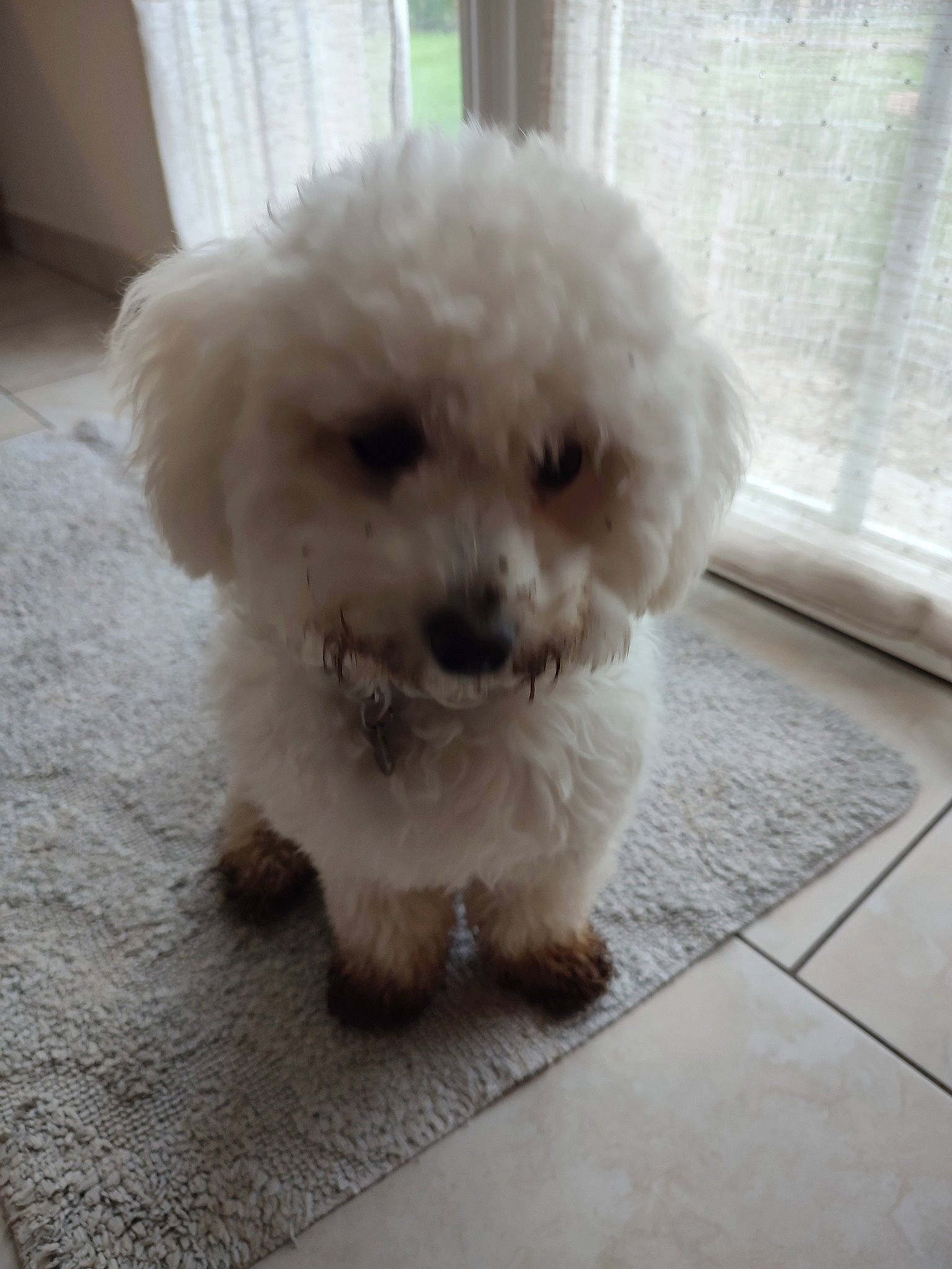 Vanille a rejoint le concours — aidez-le/la à gagner de superbes lots ! canidae, carnivore, companion_dog, dog, dog_breed, door, fawn, fur, maltepoo, non_sporting_group, plant, poodle, poodle_crossbreed, puppy_love, shih_poo, snout, sporting_group, toy_dog, water_dog, working_animal