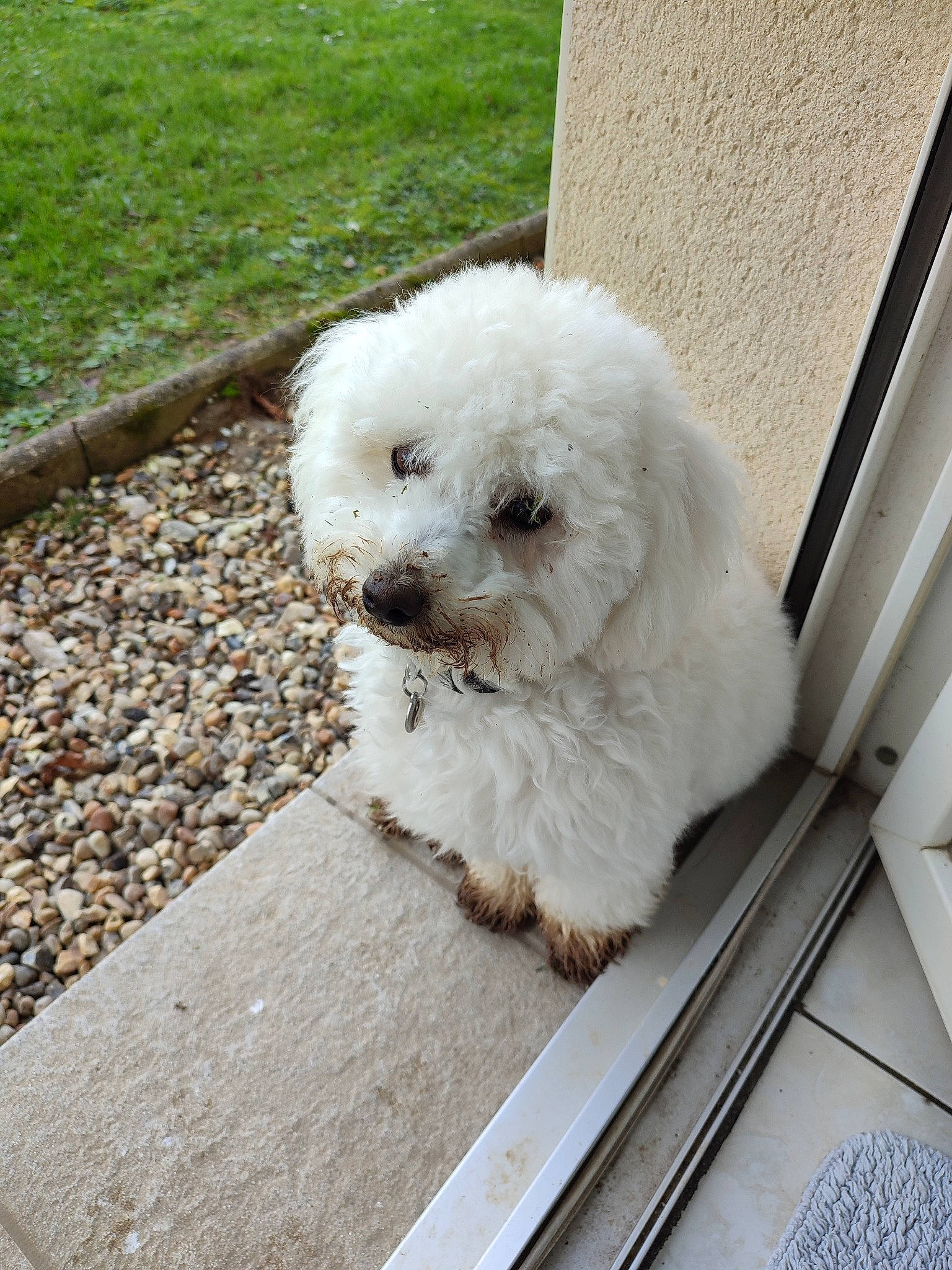 Vanille a rejoint le concours — aidez-le/la à gagner de superbes lots ! canidae, carnivore, companion_dog, dog, dog_breed, grass, labradoodle, maltepoo, non_sporting_group, poodle, poodle_crossbreed, puppy, puppy_love, shih_poo, snout, sporting_group, toy_dog, water_dog, working_animal