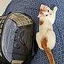 cat, white_cat, orange_cat, bed, blue_bedspread, pet_carrier, transparent_carrier, paw_print, indoor, curious, looking_back, feline, tail, fur, animal, pet, resting, patterned_bedspread, home, domestic