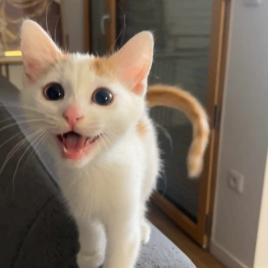 Snow a rejoint le concours — aidez-le/la à gagner de superbes lots ! animal, cat, couch, curious, cute, domestic_cat, ears, furniture, home, indoor, kitten, meowing, orange_spots, pet, playful, tail, whiskers, white_cat, wooden_floor, young_cat