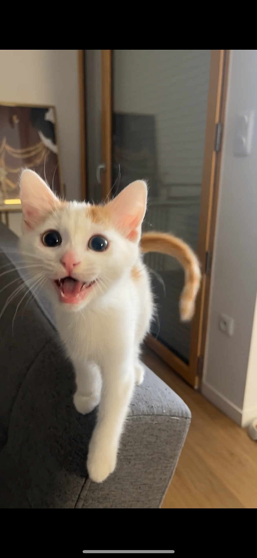 Snow a rejoint le concours — aidez-le/la à gagner de superbes lots ! kitten, cat, white_cat, orange_spots, indoor, couch, furniture, wooden_floor, pet, cute, animal, young_cat, meowing, playful, whiskers, tail, ears, home, domestic_cat, curious