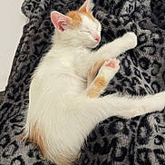 Snow participe au concours pour gagner de l'argent avec cette photo : kitten, cat, sleeping, blanket, leopard_print, fur, pet, cute, cozy, resting, animal, whiskers, pink_nose, paw, indoor, soft, relaxing, young_cat, mammal, domestic_cat
