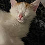 Snow participe au concours pour gagner de l'argent avec cette photo : cat, kitten, sleeping, white_fur, orange_patch, pet, cozy, blanket, soft, animal, indoor, closeup, cute, relaxed, fur, whiskers, pink_nose, ears, resting, domestic_cat