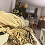 Ukky participe au concours pour gagner de l'argent avec cette photo : cat, tabby_cat, sleeping, couch, blanket, indoor, living_room, furniture, cozy, pet, fur, close_up, relaxing, home, holiday, christmas_tree, blurred_background, domestic_cat, whiskers, nap