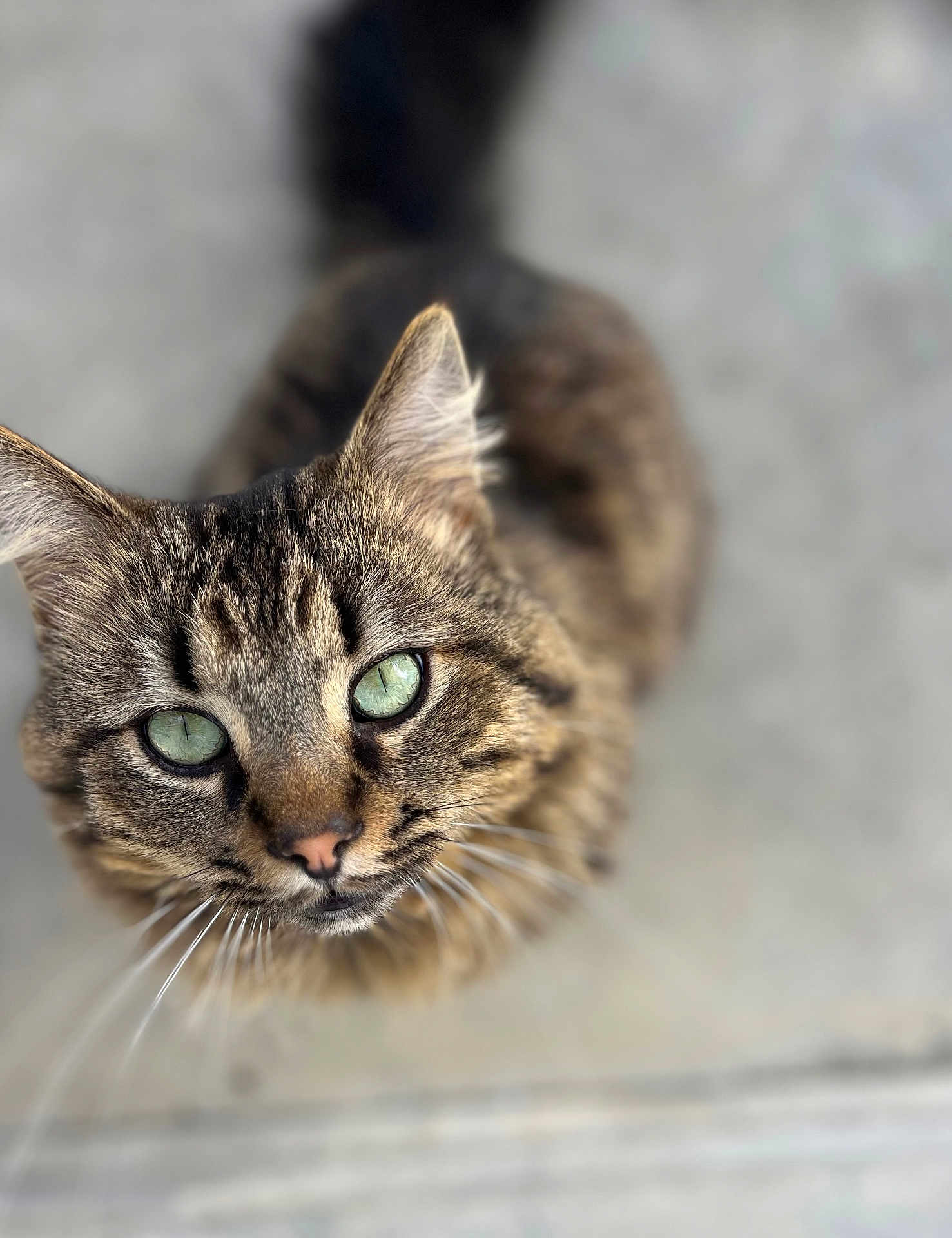 Ukky participe au concours pour gagner de l'argent avec cette photo : cat, tabby_cat, green_eyes, close_up, curious, whiskers, feline, pet, animal, outdoor, fur, portrait, looking_up, ears, nose, face, soft_focus, background_blur, domestic_cat, cute