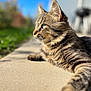 Ukky a rejoint le concours — aidez-le/la à gagner de superbes lots ! cat, tabby_cat, animal, pet, outdoor, sunlight, side_view, whiskers, fur, closeup, nature, greenery, blue_sky, clouds, concrete, relaxing, mammal, domestic_animal, portrait, daytime