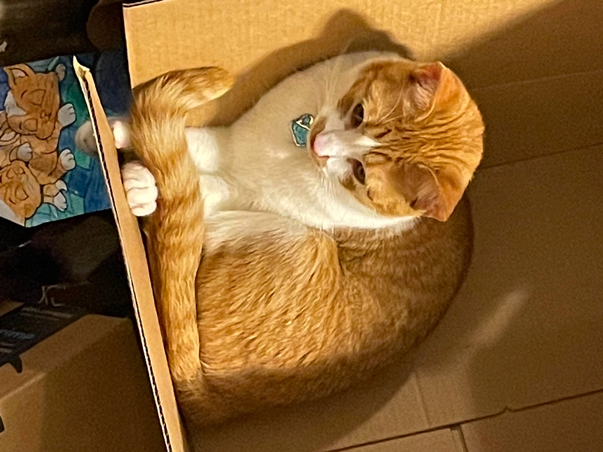 Fluff is registered to the contest to win money with this photo: bag, basket, box, carnivore, cat, cat_bed, cat_supply, comfort, domestic_short_haired_cat, fawn, felidae, fur, paw, pet_supply, small_to_medium_sized_cats, snout, tail, whiskers, wicker, wood