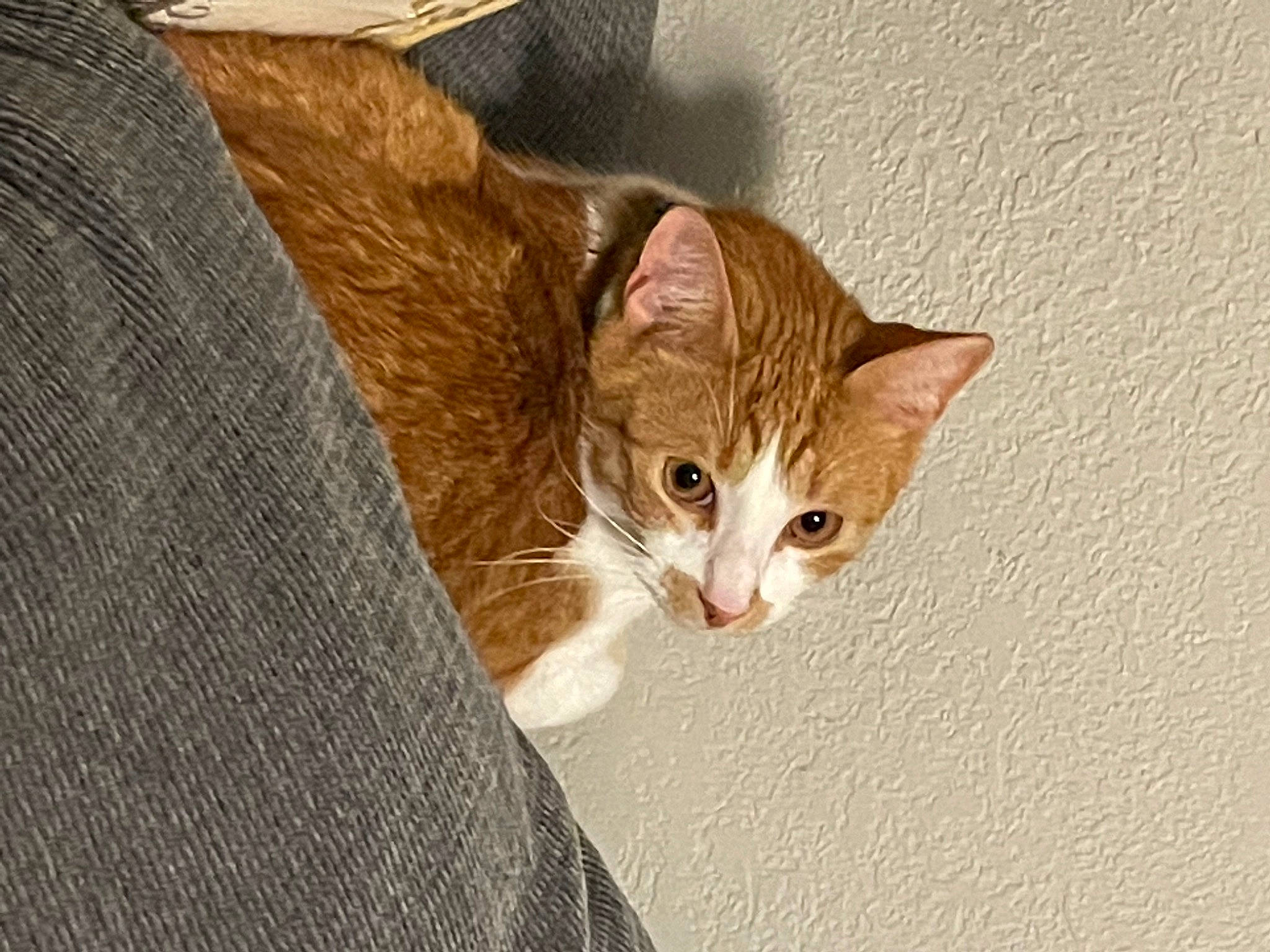 Fluff joined the competition — help win amazing prizes! brown, carnivore, cat, domestic_short_haired_cat, eye, fawn, felidae, fur, paw, small_to_medium_sized_cats, snout, tail, terrestrial_animal, whiskers, wood