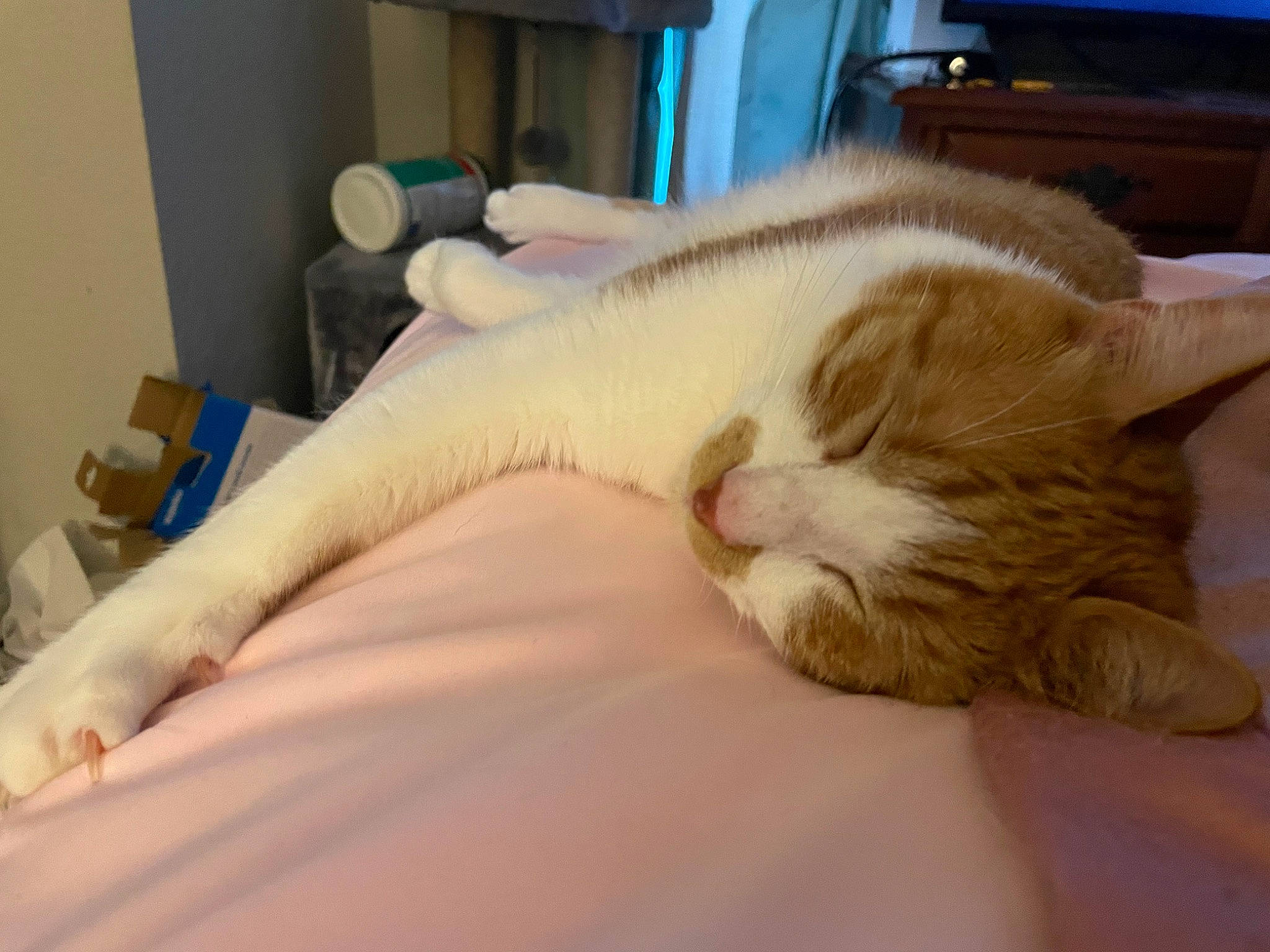 Fluff is registered to the contest to win money with this photo: bed, carnivore, cat, claw, comfort, domestic_short_haired_cat, ear, eye, fawn, felidae, fur, human_leg, jaw, linens, nap, paw, small_to_medium_sized_cats, snout, tail, whiskers
