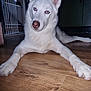 dog, white_dog, blue_eyes, indoor, wooden_floor, lounge, pet, canine, animal, home, baby_gate, kitchen, flooring, fur, ears, paw, looking, close_up, portrait, domestic_animal