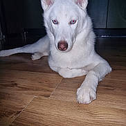 Suki joined the competition — help win amazing prizes! close_up, dog, domestic_animal, ears, eyes, flash, floor, front_paw, fur, husky, indoor, lying, nose, paw, pet, portrait, red_eye, relaxed, white_dog, wooden_floor