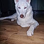 close_up, dog, domestic_animal, ears, eyes, flash, floor, front_paw, fur, husky, indoor, lying, nose, paw, pet, portrait, red_eye, relaxed, white_dog, wooden_floor