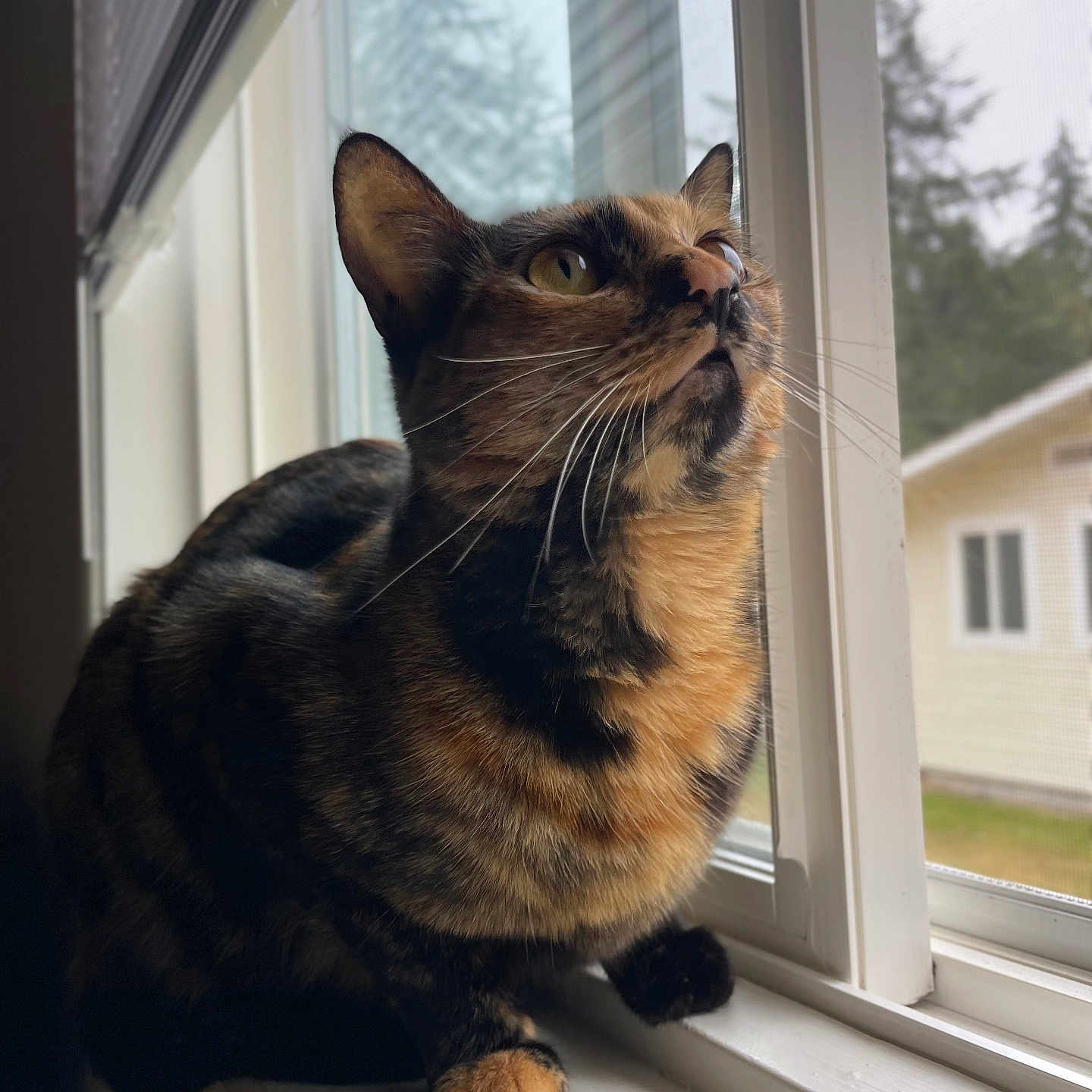 Miki