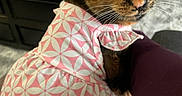 Miki is registered to the contest to win money with this photo: animal, arm, cat, closeup, clothing, coaster, curious, dress, eyes, furniture, glass, indoor, living_room, pattern, person, pet, pink, table, tortoiseshell_cat, whiskers