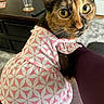 animal, arm, cat, closeup, clothing, coaster, curious, dress, eyes, furniture, glass, indoor, living_room, pattern, person, pet, pink, table, tortoiseshell_cat, whiskers