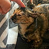 Miki joined the competition — help win amazing prizes! animal, cat, close_up, comfort, cozy, cute, domestic, ear, feline, finger, fur, indoor, pet, relaxed, resting, side_view, striped_blanket, tortoiseshell, touching, whiskers