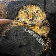 Miki joined the competition — help win amazing prizes! animal, black, cat, closeup, cozy, cute, expression, face, fur, home, indoors, knit_fabric, pet, playful, relaxed, resting, snug, tortoiseshell, warm, whiskers